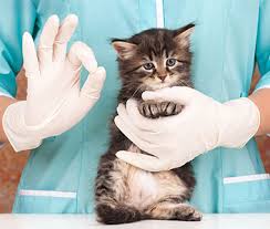veterinario con gattino
